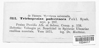 Pyrenopeziza pulveracea image